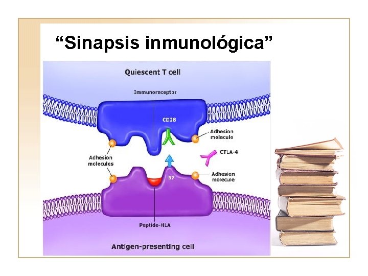 “Sinapsis inmunológica” 
