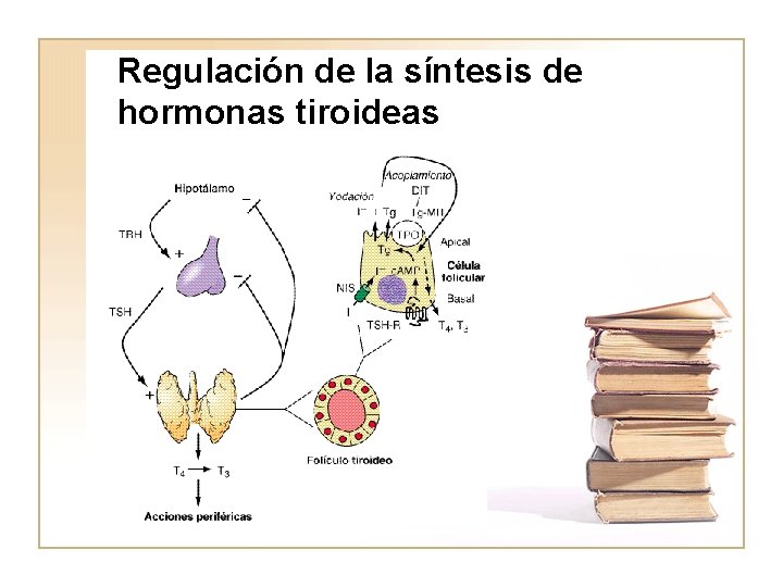 Regulación de la síntesis de hormonas tiroideas 