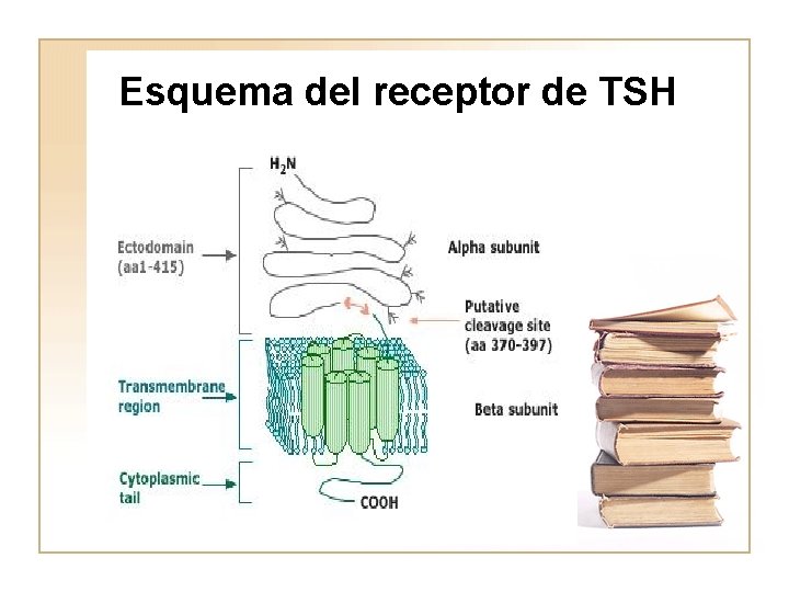 Esquema del receptor de TSH 