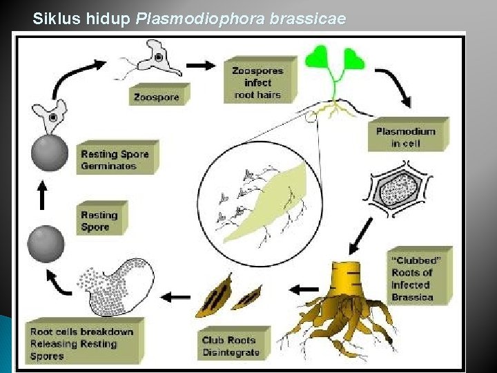 Siklus hidup Plasmodiophora brassicae 