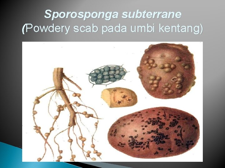Sporosponga subterrane (Powdery scab pada umbi kentang) 