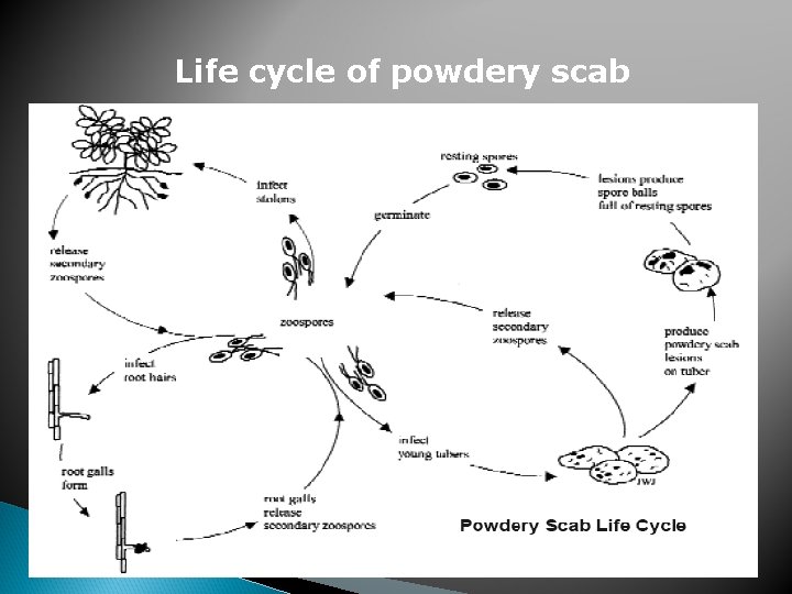 Life cycle of powdery scab 