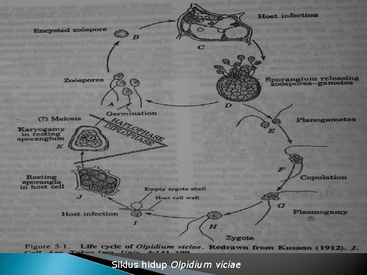 Siklus hidup Olpidium viciae 