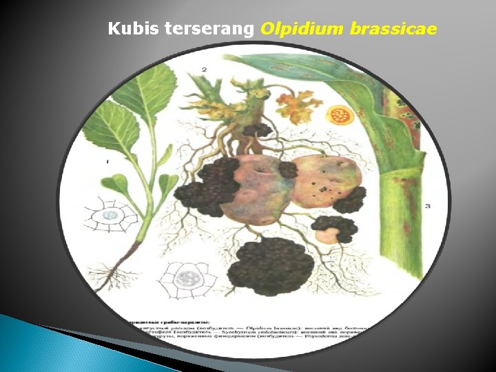 Kubis terserang Olpidium brassicae 