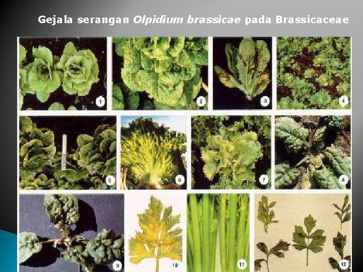 Gejala serangan Olpidium brassicae pada Brassicaceae 