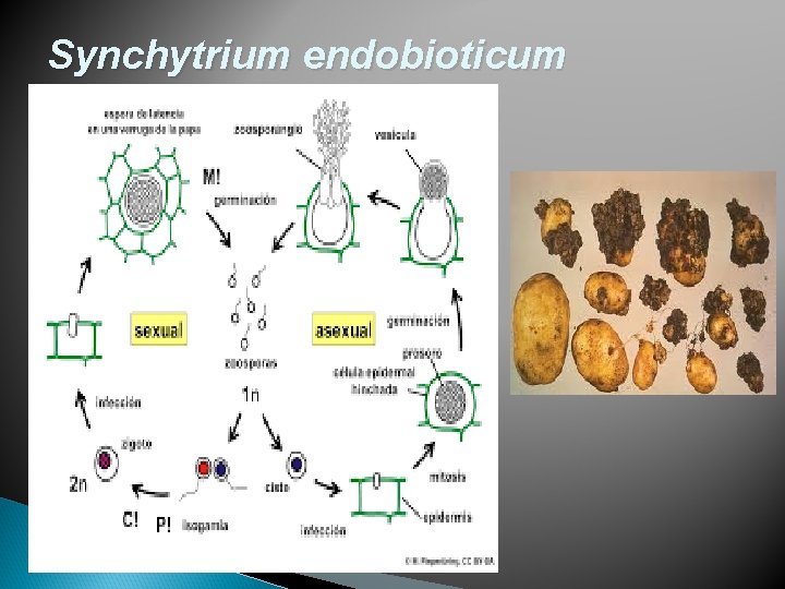 Synchytrium endobioticum 
