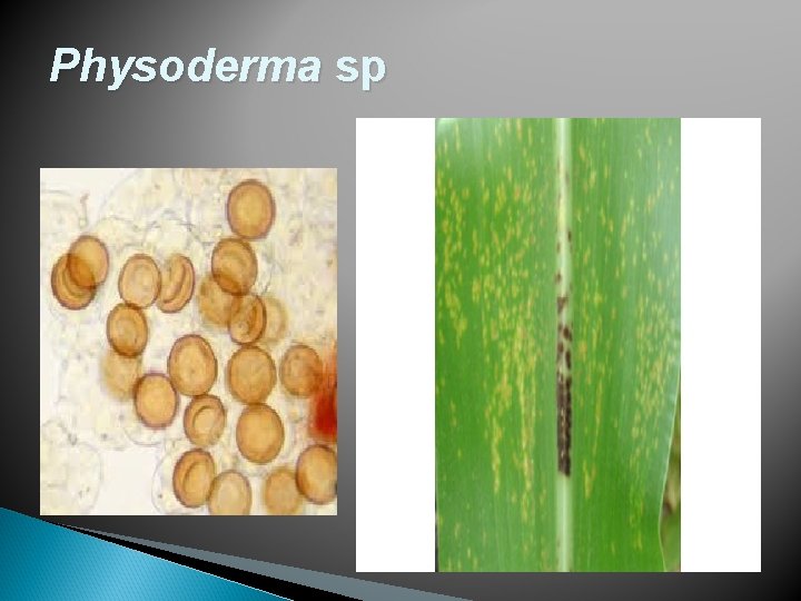 Physoderma sp 