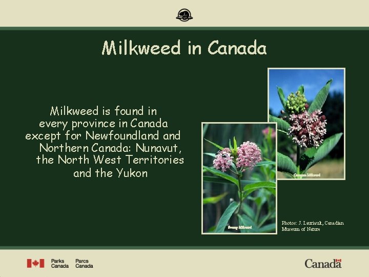 Milkweed in Canada Milkweed is found in every province in Canada except for Newfoundland