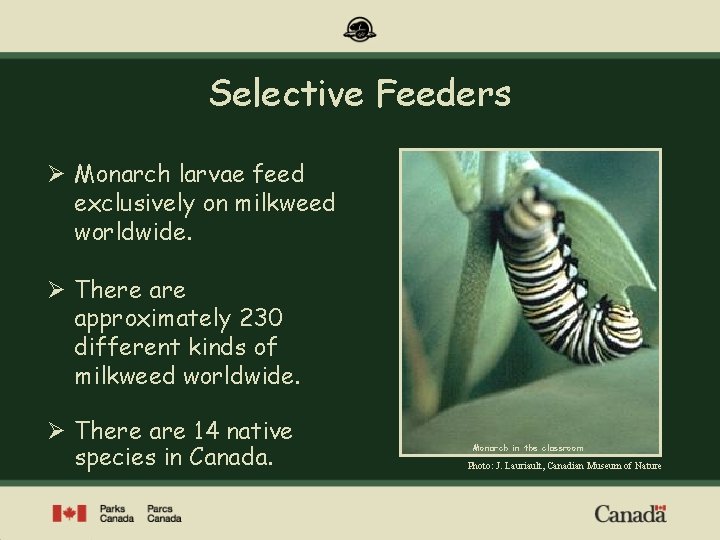 Selective Feeders Ø Monarch larvae feed exclusively on milkweed worldwide. Ø There approximately 230