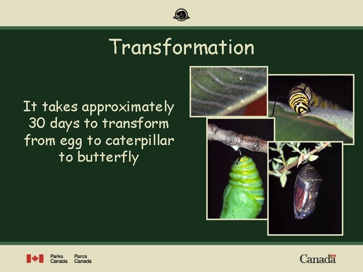 Transformation It takes approximately 30 days to transform from egg to caterpillar to butterfly