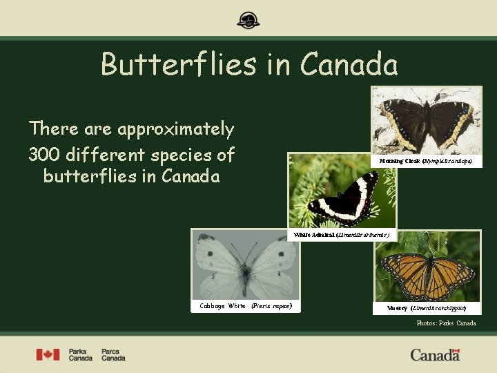 Butterflies in Canada There approximately 300 different species of butterflies in Canada Morning Cloak