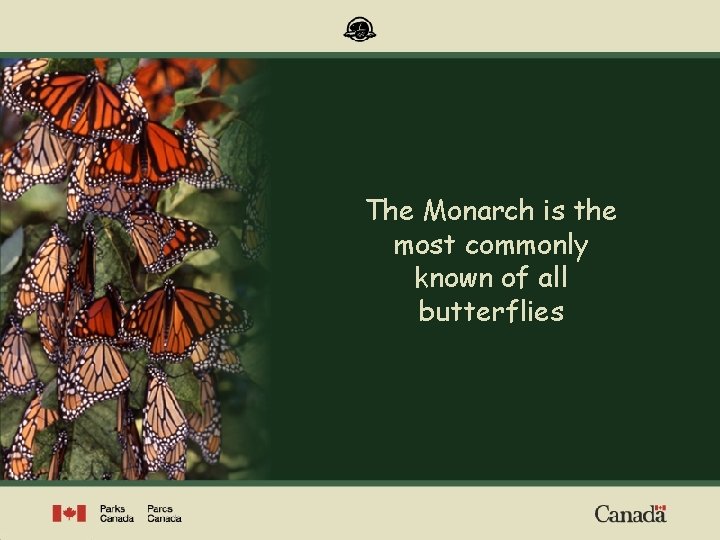 The Monarch is the most commonly known of all butterflies 