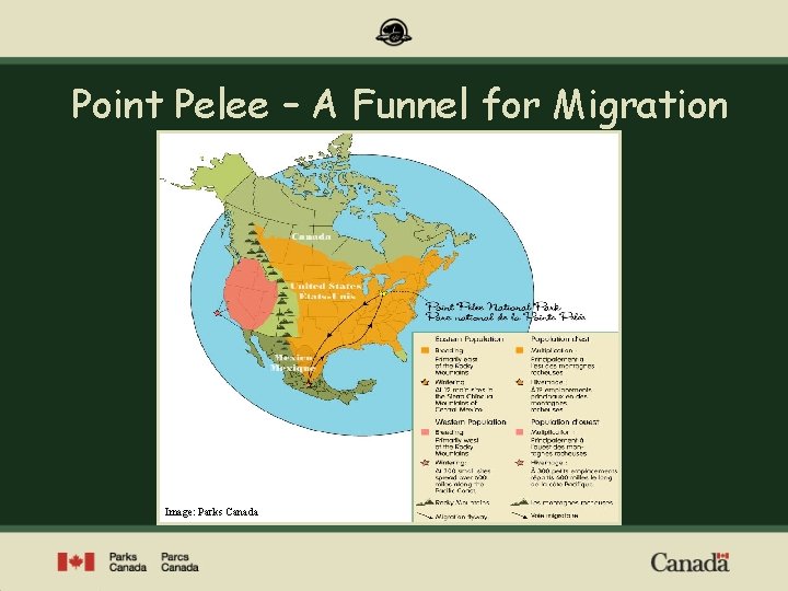 Point Pelee – A Funnel for Migration Image: Parks Canada 