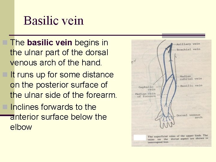 Basilic vein n The basilic vein begins in the ulnar part of the dorsal