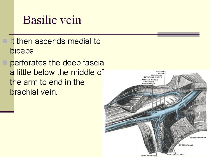 Basilic vein n It then ascends medial to biceps n perforates the deep fascia