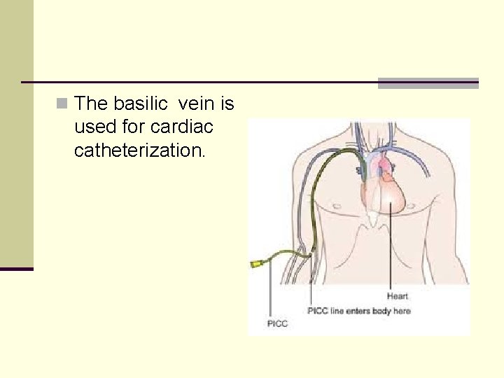 n The basilic vein is used for cardiac catheterization. 