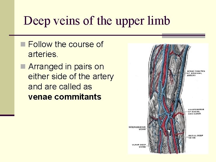 Deep veins of the upper limb n Follow the course of arteries. n Arranged