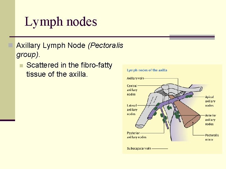 Lymph nodes n Axillary Lymph Node (Pectoralis group). n Scattered in the fibro-fatty tissue