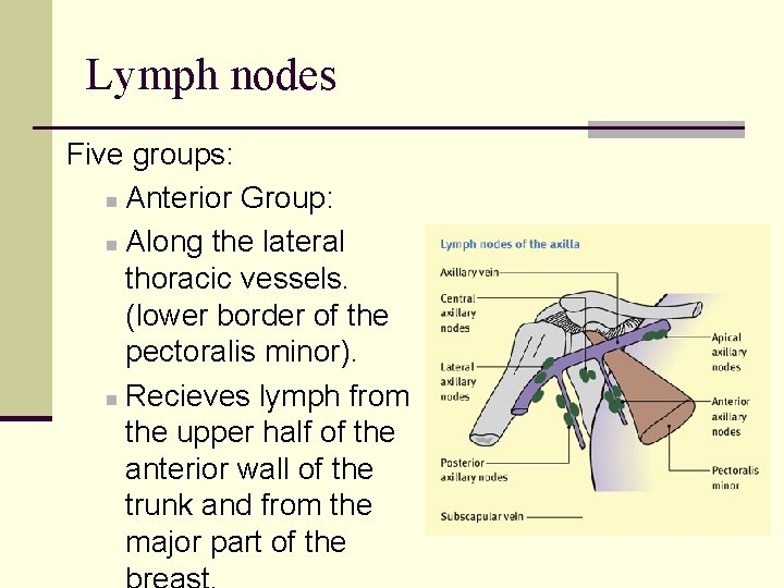 Lymph nodes Five groups: n Anterior Group: n Along the lateral thoracic vessels. (lower