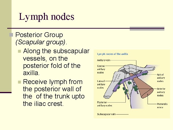 Lymph nodes n Posterior Group (Scapular group). n Along the subscapular vessels, on the