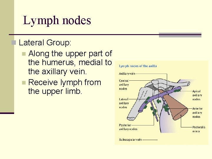 Lymph nodes n Lateral Group: Along the upper part of the humerus, medial to
