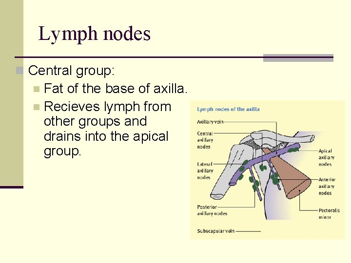 Lymph nodes n Central group: Fat of the base of axilla. n Recieves lymph