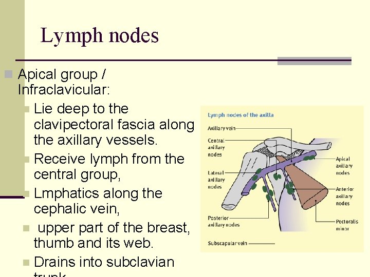 Lymph nodes n Apical group / Infraclavicular: n Lie deep to the clavipectoral fascia