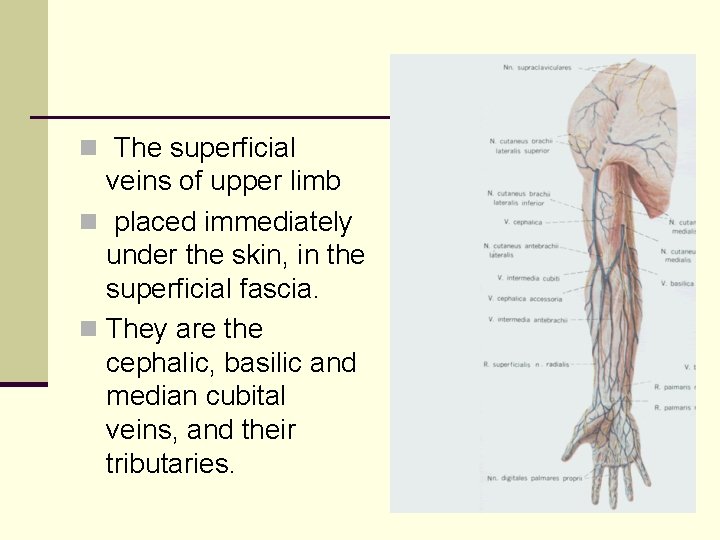 n The superficial veins of upper limb n placed immediately under the skin, in
