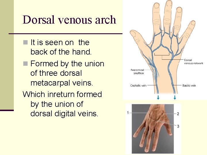 Dorsal venous arch n It is seen on the back of the hand. n
