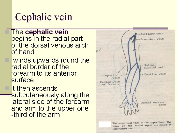 Cephalic vein n The cephalic vein begins in the radial part of the dorsal