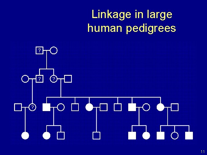Linkage in large human pedigrees 11 