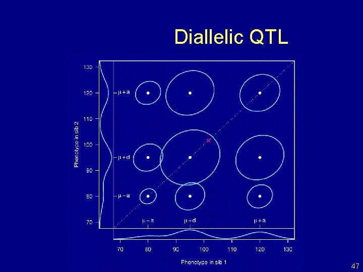 Diallelic QTL 47 