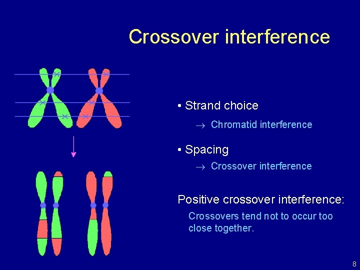 Crossover interference • Strand choice Chromatid interference • Spacing Crossover interference Positive crossover interference: