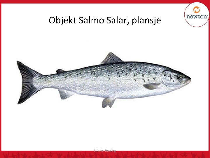 Objekt Salmo Salar, plansje Nils Kr. Rossing 