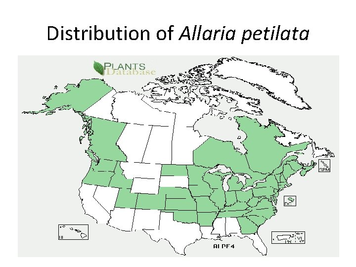 Distribution of Allaria petilata 
