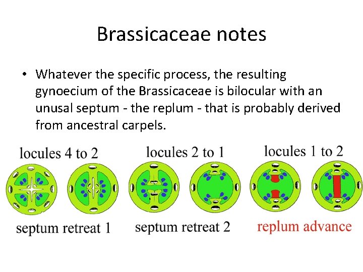 Brassicaceae notes • Whatever the specific process, the resulting gynoecium of the Brassicaceae is