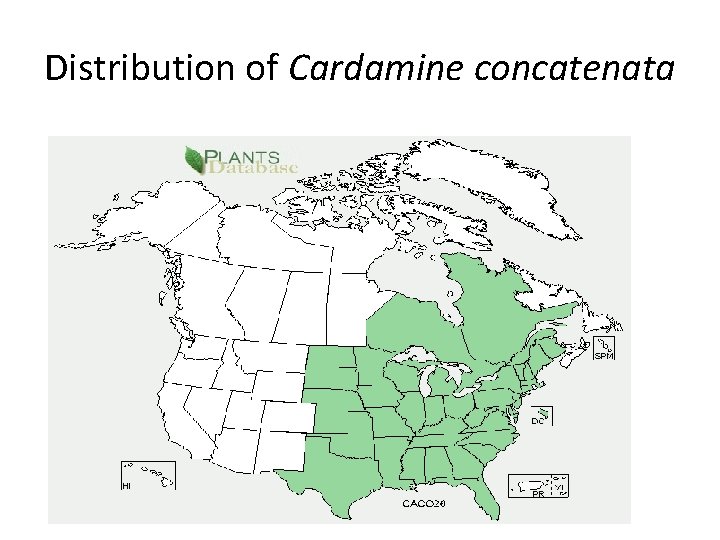 Distribution of Cardamine concatenata 