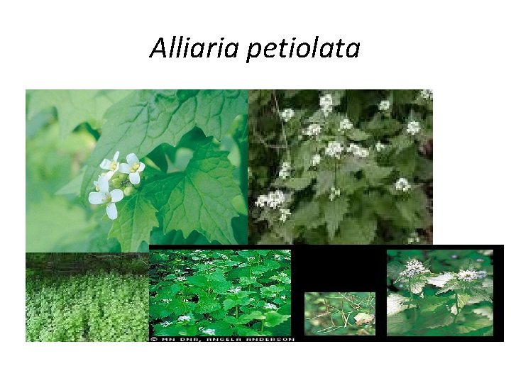 Alliaria petiolata 