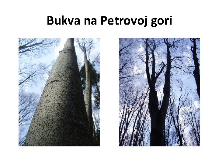 Bukva na Petrovoj gori 