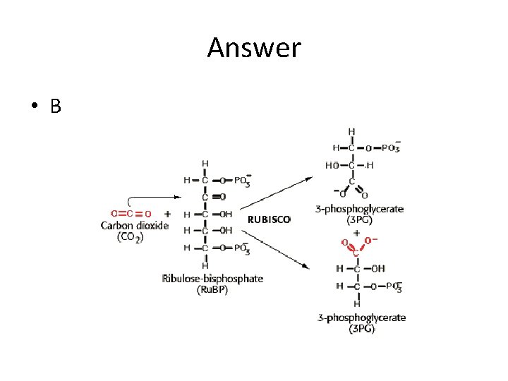 Answer • B 
