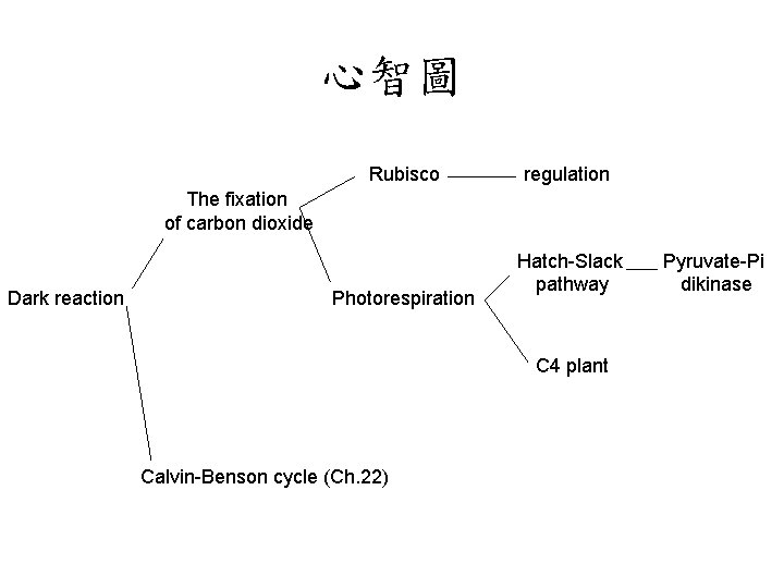 心智圖 Rubisco regulation The fixation of carbon dioxide Dark reaction Photorespiration Hatch-Slack pathway C