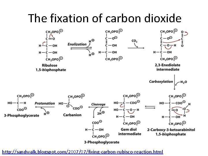 The fixation of carbon dioxide http: //sandwalk. blogspot. com/2007/07/fixing-carbon-rubisco-reaction. html 