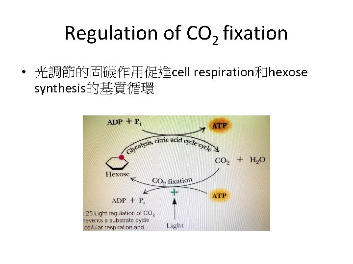 Regulation of CO 2 fixation • 光調節的固碳作用促進cell respiration和hexose synthesis的基質循環 