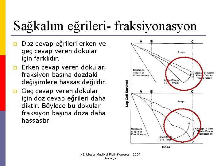 Sağkalım eğrileri- fraksiyonasyon p p p Doz cevap eğrileri erken ve geç cevap veren