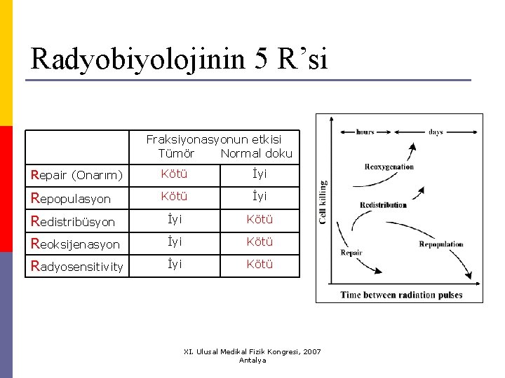 Radyobiyolojinin 5 R’si Fraksiyonasyonun etkisi Tümör Normal doku Repair (Onarım) Kötü İyi Repopulasyon Kötü