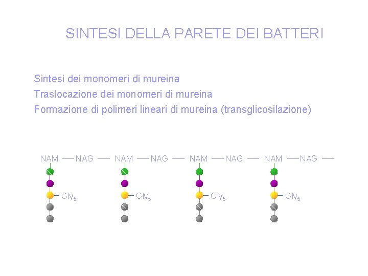 SINTESI DELLA PARETE DEI BATTERI Sintesi dei monomeri di mureina Traslocazione dei monomeri di
