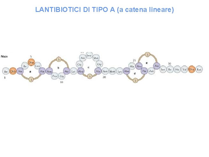 LANTIBIOTICI DI TIPO A (a catena lineare) 