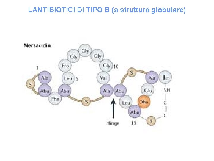 LANTIBIOTICI DI TIPO B (a struttura globulare) 