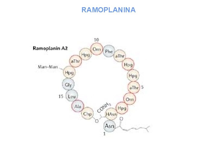 RAMOPLANINA 