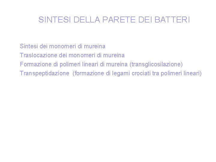 SINTESI DELLA PARETE DEI BATTERI Sintesi dei monomeri di mureina Traslocazione dei monomeri di